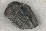 Calymene Niagarensis Trilobite From New York #147269-5